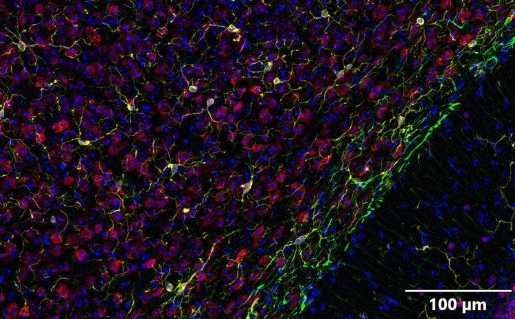 Flexible Fixed Cell Imaging