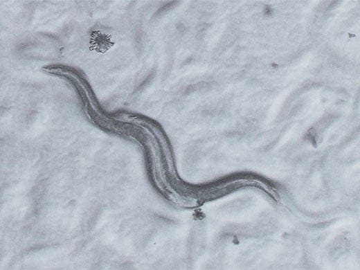 C. elegans / Oblique high-contrast cartridge（SZX2-COBH）