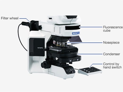 BX53 Semi-Motorized Fluorescence Microscope | Evident Scientific
