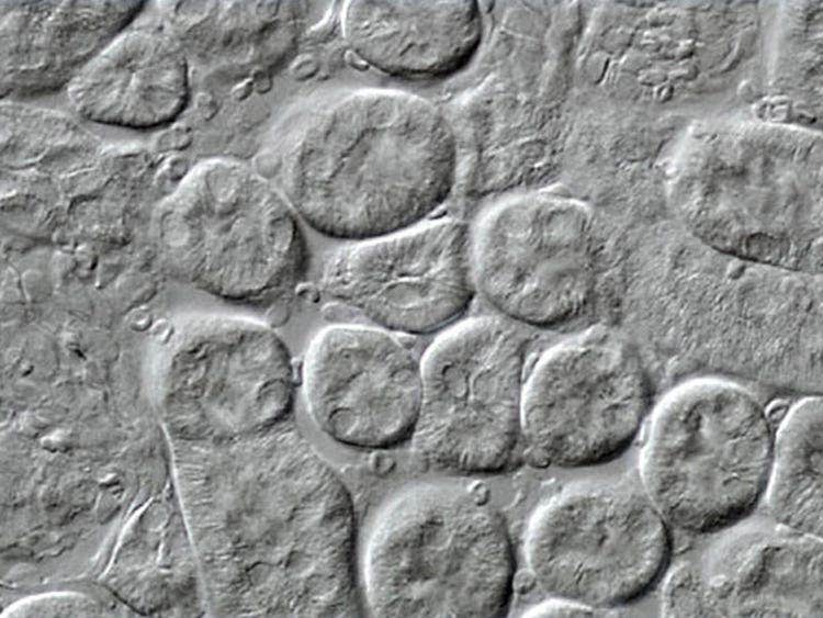 Mouse kidney thin section