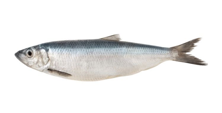 A herring