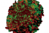 Response to Drug Treatment-Cell Cycle Analysis of 3D Cell Cultures