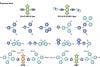 Verifying the Tumor Labeling of a Novel Fluorescent Nanoprobe Using NIR Imaging