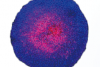 Fluorescent Image Analysis–Live Dead Cell Assay of Spheroids