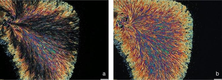 Cristales de la vitamina C procesados en imagen con microscopía de polarización lineal y circular.