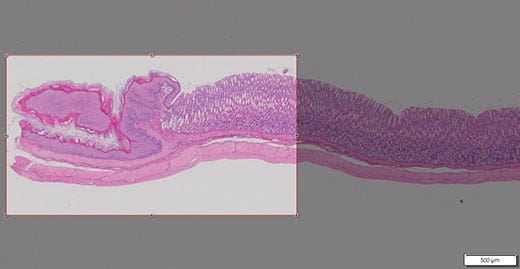 Fig. 4: Recorte de imagen global para capturar el área de interés