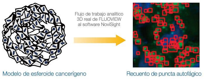 Análisis 3D real de la trayectoria autofágica intracelular en un modelo de esferoide 3D