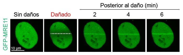 Figura 2: Acumulación de MRE11 basada en el daño en el punto de rotura del ADN