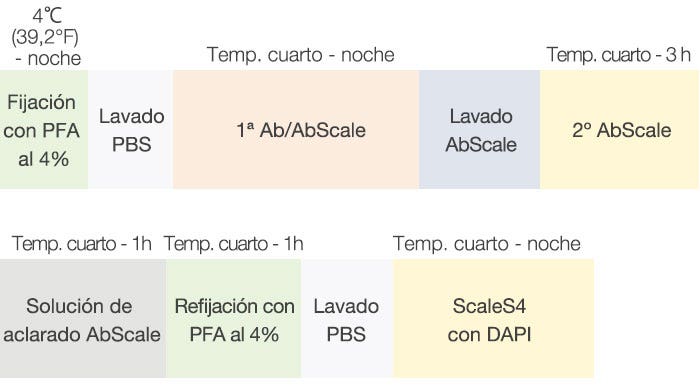 Figura 2: Esquema de inmunotinción y lavado de modelos F-PDO