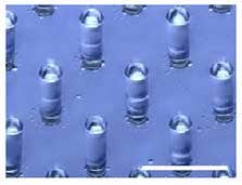 Fixation of ovules with the microdevice 01