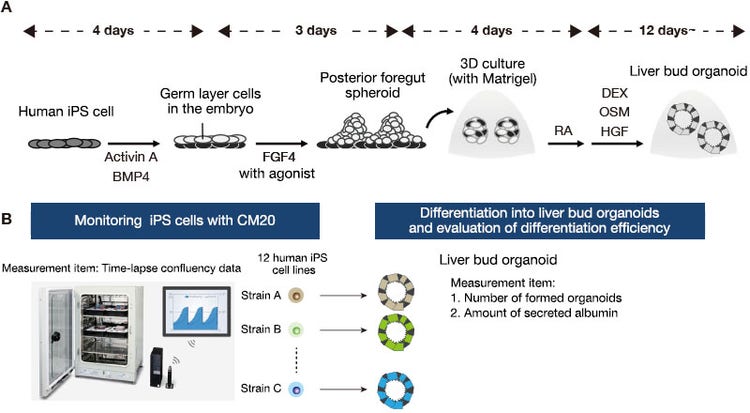 Figura 1. Monitoreo de células humanas iPS durante el cultivo de mantenimiento, y evaluación de la eficiencia de la diferenciación de organoides hepáticos.