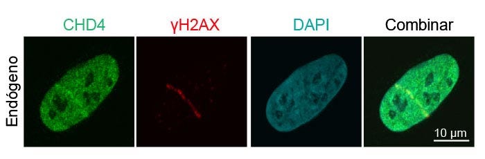 Figura 3: Captación de proteínas de reparación del daño en el ADN endógeno para roturas de la cadena de ADN