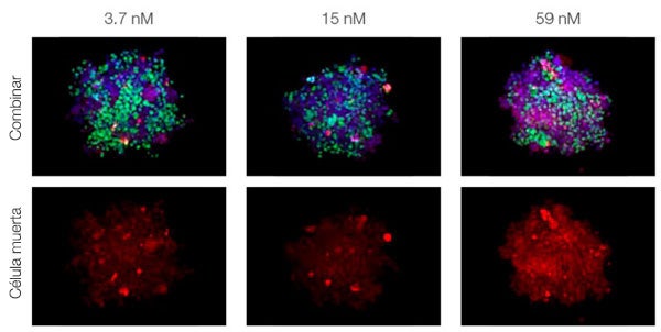 Figura 2. Respuesta del fármaco en esferoides cocultivados