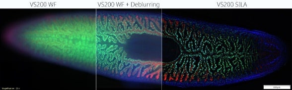 Imágenes de alto contraste sin desenfoque