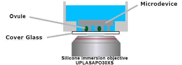 Schematic illustration of microdevice imaging with a silicone immersion objective