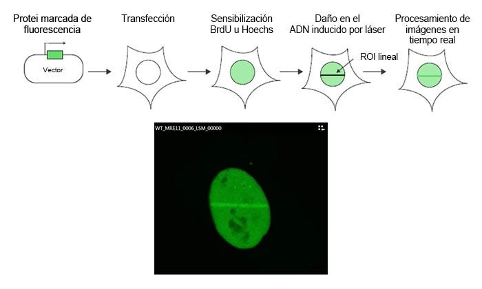 Figura 1: Esquema del protocolo de experimento