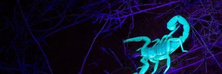 Autofluorescencia en escorpiones