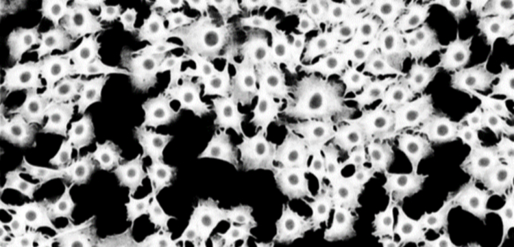 10 Key Improvements in TruAI Technology Advancing Life Science Image Analysis