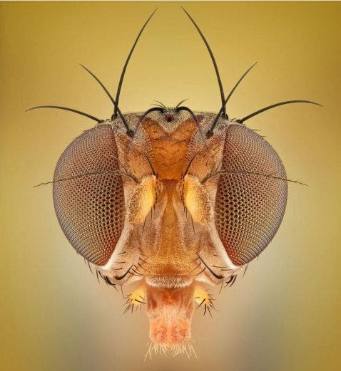 Diptera de la fruta debajo del microscopio