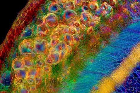 Sección transversal de una ortiga procesada en imagen bajo un microscopio