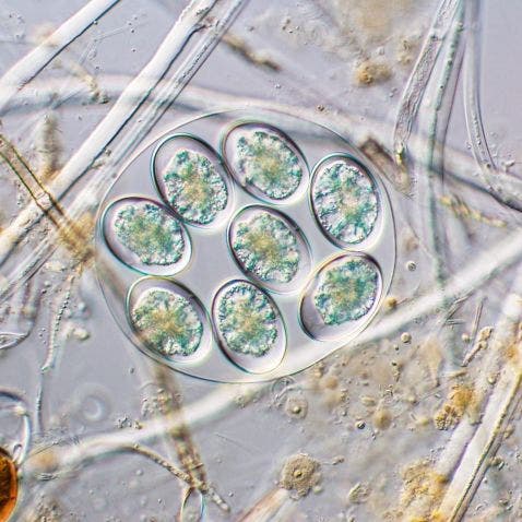 Alga unicelular debajo del microscopio