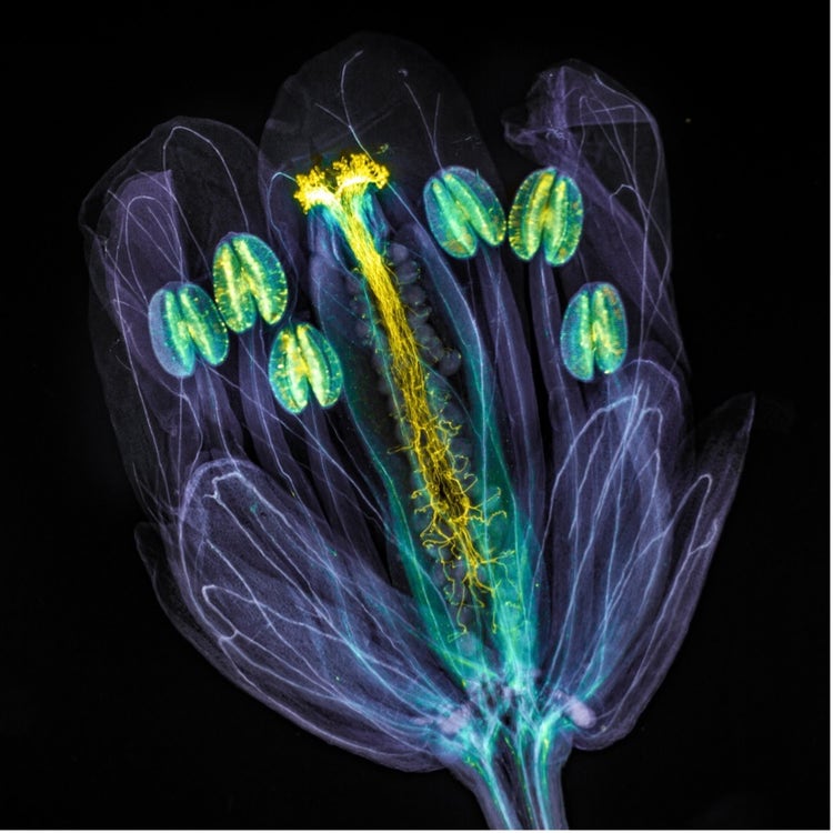 Flor de Arabidopsis thaliana con tubos de polen creciendo por el pistilo con tejidos de flores transparentes