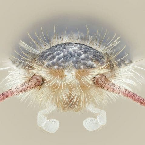 Pececillo de plata (lepisma)