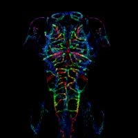 Mención de honor IOTY 2021 a Layra Cintron-Rivera