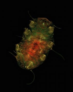 Tardígrado debajo del microscopio