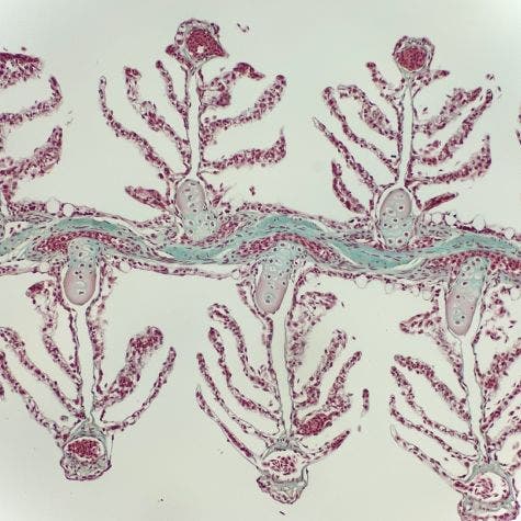 Branquias de anguila bajo el microscopio