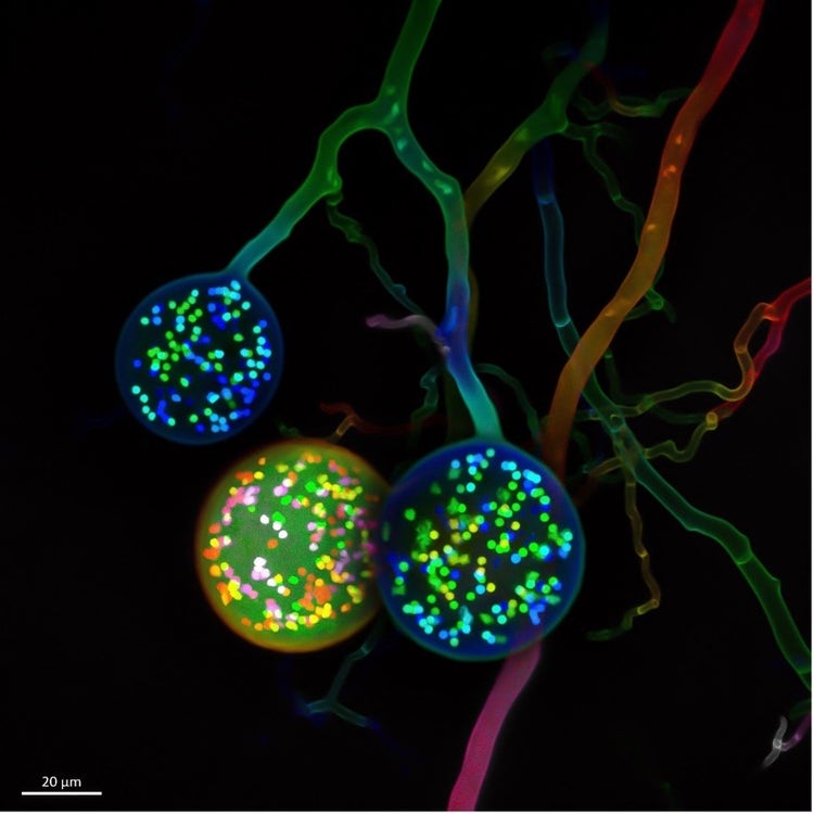 Imagen ganadora del concurso a la microscopía de luz Image of the Year de Evident 2021 para Europa, Oriente Medio y África