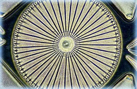 Imagen microscópica de campo oscuro de la diatomea Arachnoidiscus ehrenberg