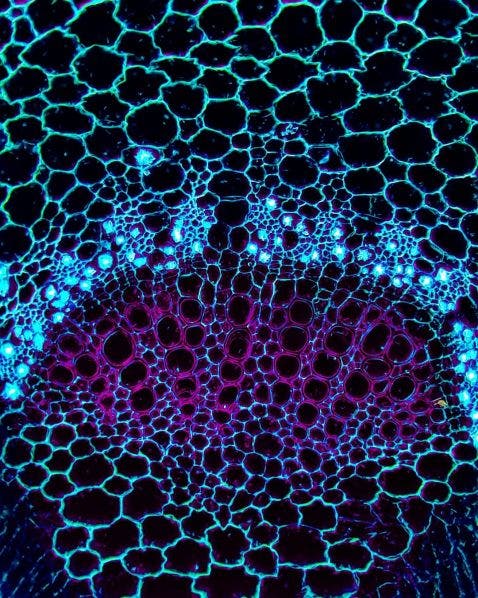 Hoja de algodón visualizada bajo un microscopio