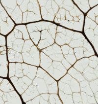 Acebo bajo el microscopio