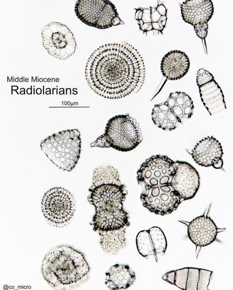 Esqueleto de radiolario bajo el microscopio