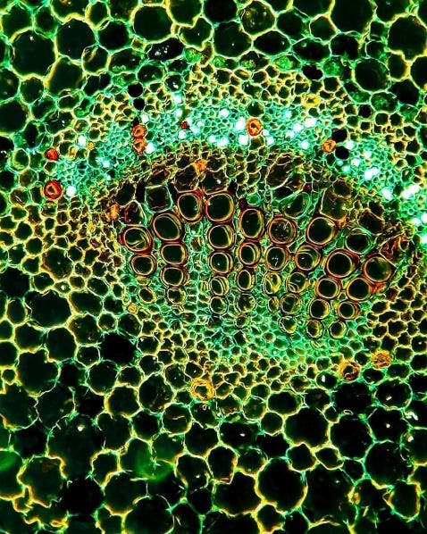 Planta dicotiledónea bajo el microscopio