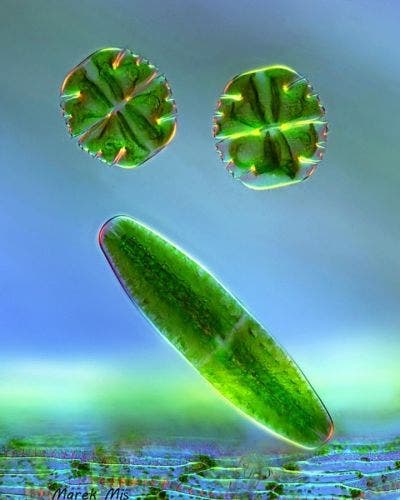 Alga verde debajo del microscopio