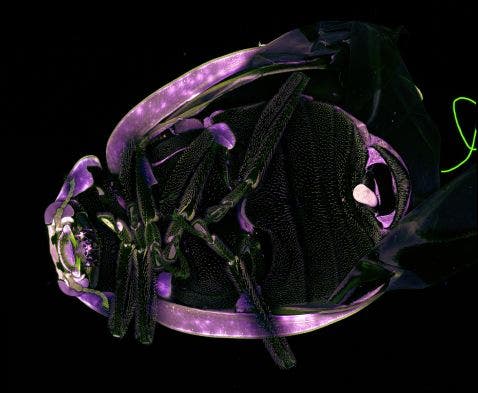 Mariquita bajo un microscopio