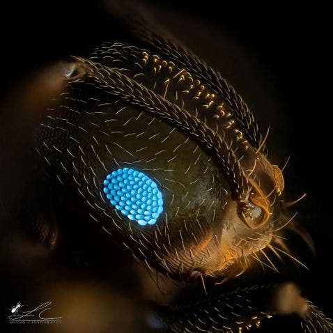 Ojos compuestos de una hormiga bajo un microscopio