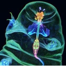 Tardígrado bajo el microscopio