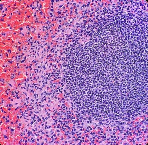 Bazo de wallabi de cuello rojo bajo un microscopio