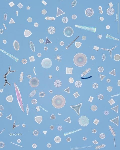 Composición artística de diatomeas con espículas de esponja, radiolarios y dinoflagelados