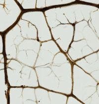 Acebo bajo el microscopio