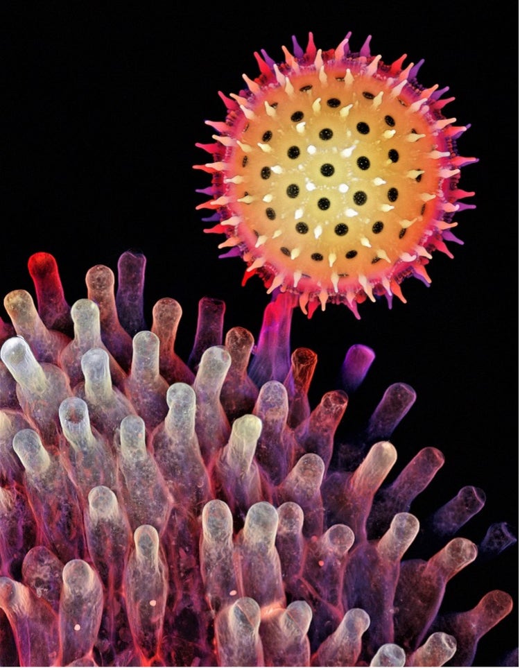 Morning global pollen grain under the microscope