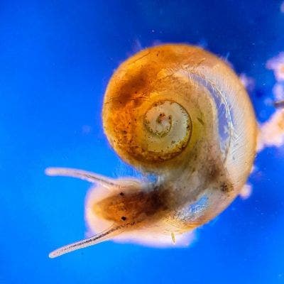 Caracol de agua dulce debajo del microscopio
