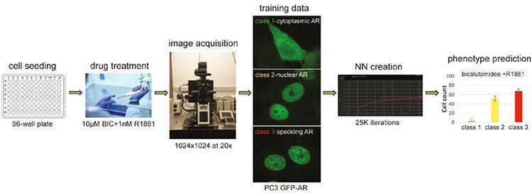 Formar una red neuronal por IA para la predicción automatizada de fenotipos