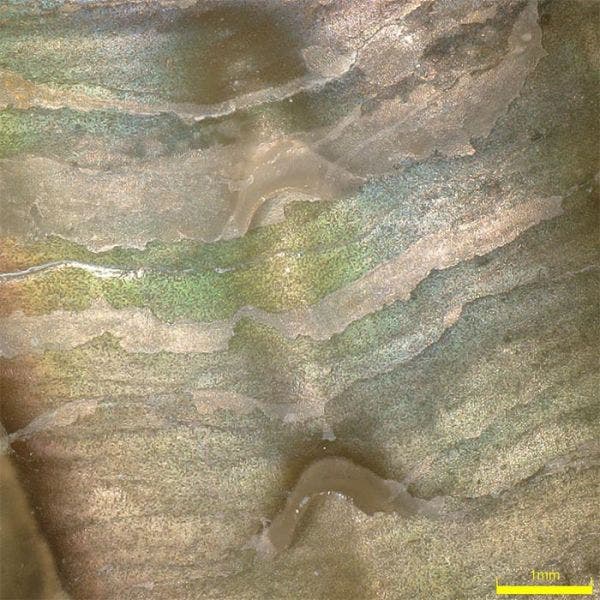 Los microscopios digitales DSX1000 proporcionan imágenes claras y precisas a partir de una gran variedad de muestras, desde conchas marinas (visualizadas aquí por MIX) hasta obleas de semiconductores.