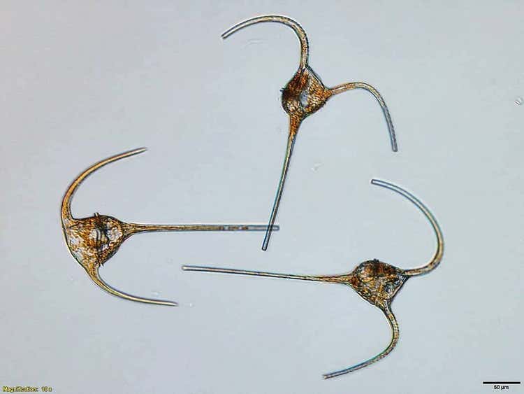 Dinoflagelados bajo el microscopio