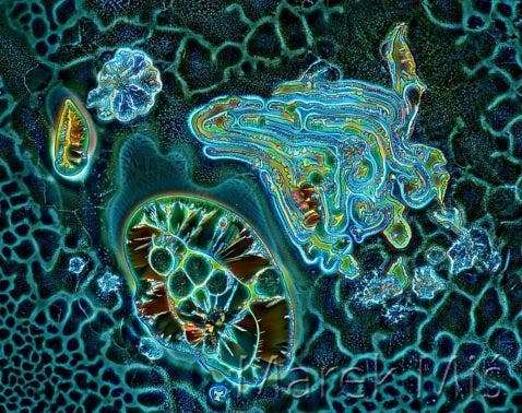 Mezcla de hidroquinona y eritritol bajo el microscopio.