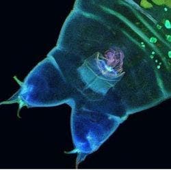 Tardígrado bajo el microscopio